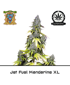 Produkt_Auto Jet Fuel Mandarine XL – Sweet Seeds__Cannadusa_Marktplatz_Kaufen