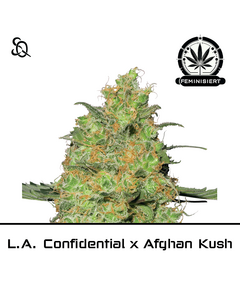 Produkt_L.A. Confidential x Afghan Kush__Cannadusa_Marktplatz_Kaufen