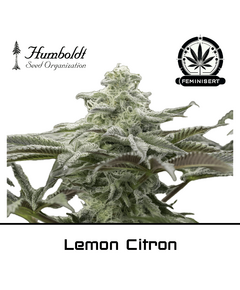 Produkt_Lemon Citron - Humboldt Seeds__Cannadusa_Marktplatz_Kaufen