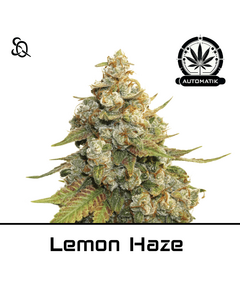 Produkt_Automatik Lemon Haze__Cannadusa_Marktplatz_Kaufen