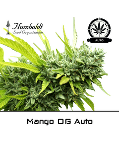 Product_Mango OG Auto - Humboldt Seeds_Cannadusa_Marketplace_Buy