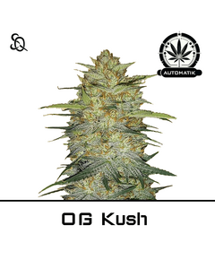 Product_Automatik OG Kush_Cannadusa_Marketplace_Buy