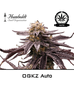 Produkt_OGKZ Auto - Humboldt Seeds__Cannadusa_Marktplatz_Kaufen