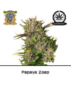 Produkt_Auto Papaya Zoap - Sweet Seeds__Cannadusa_Marktplatz_Kaufen