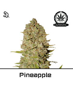 Product_Automatik Pineapple_Cannadusa_Marketplace_Buy