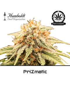 Product_PriZmatic - Humboldt Seeds_Cannadusa_Marketplace_Buy