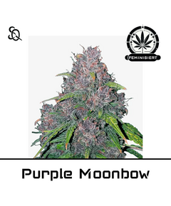 Product_Purple Moonbow_Cannadusa_Marketplace_Buy