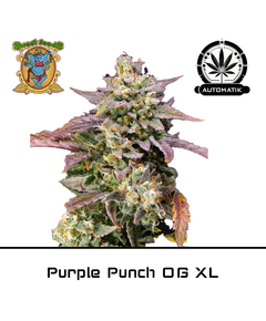 Product_Auto Purple Punch OG XL - Sweet Seeds_Cannadusa_Marketplace_Buy