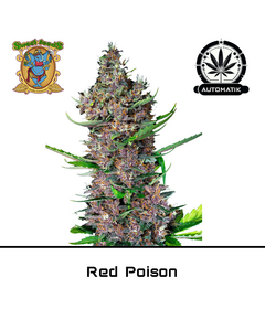 Produkt_Auto Red Poison – Sweet Seeds__Cannadusa_Marktplatz_Kaufen