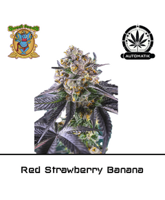 Produkt_Auto Red Strawberry Banana – Sweet Seeds__Cannadusa_Marktplatz_Kaufen