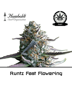 Product_Runtz Fast Flowering - Humboldt Seeds_Cannadusa_Marketplace_Buy