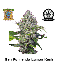 Produkt_San Fernando Lemon Kush – Sweet Seeds__Cannadusa_Marktplatz_Kaufen