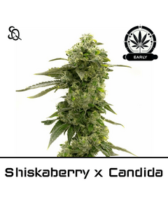 Produkt_Shiskaberry x Candida Early Version__Cannadusa_Marktplatz_Kaufen