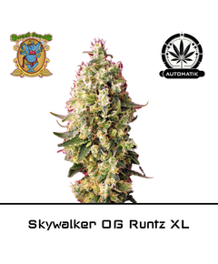 Product_Auto Skywalker OG Runtz XL – Sweet Seeds_Cannadusa_Marketplace_Buy