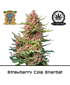 Produkt_Strawberry Cola Sherbet F1 Fast - Sweet Seeds__Cannadusa_Marktplatz_Kaufen