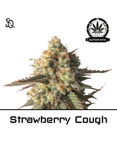 Product_Automatik Strawberry Cough_Cannadusa_Marketplace_Buy