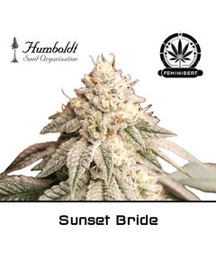 Produkt_Sunset Bride - Humboldt Seeds__Cannadusa_Marktplatz_Kaufen