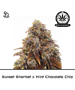 Product_Sunset Sherbet x Mint Chocolate Chip_Cannadusa_Marketplace_Buy