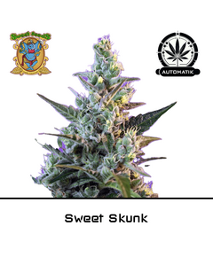 Product_Auto Sweet Skunk - Sweet Seeds_Cannadusa_Marketplace_Buy