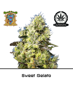 Produkt_Auto Sweet Gelato - Sweet Seeds__Cannadusa_Marktplatz_Kaufen