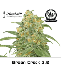 Produkt_Green Crack 2.0 - Humboldt Seeds__Cannadusa_Marktplatz_Kaufen