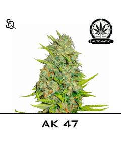 Product_Automatik AK47_Cannadusa_Marketplace_Buy