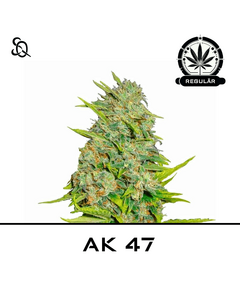 Product_AK 47 Regulär_Cannadusa_Marketplace_Buy