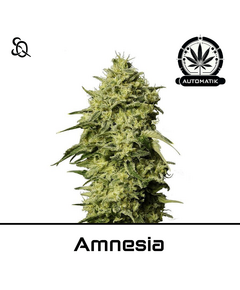 Product_Automatik Amnesia_Cannadusa_Marketplace_Buy