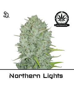 Produkt_Automatik Northern Lights__Cannadusa_Marktplatz_Kaufen