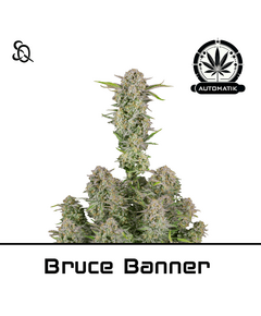 Product_Automatik Bruce Banner_Cannadusa_Marketplace_Buy