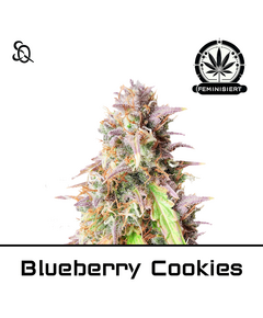 Product_Blueberry Cookies_Cannadusa_Marketplace_Buy