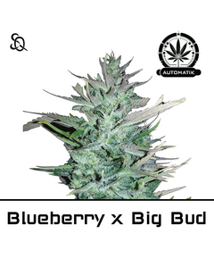 Product_Automatik Blueberry x Big Bud_Cannadusa_Marketplace_Buy