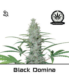 Product_Automatik Black Domina_Cannadusa_Marketplace_Buy