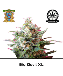 Product_Auto Big Devil XL – Sweet Seeds_Cannadusa_Marketplace_Buy