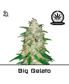 Produkt_Automatik Big Gelato__Cannadusa_Marktplatz_Kaufen