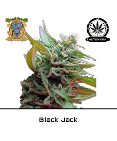 Produkt_Auto Black Jack – Sweet Seeds__Cannadusa_Marktplatz_Kaufen