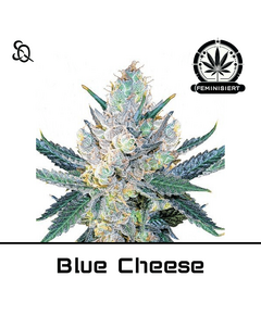 Produkt_Blue Cheese__Cannadusa_Marktplatz_Kaufen