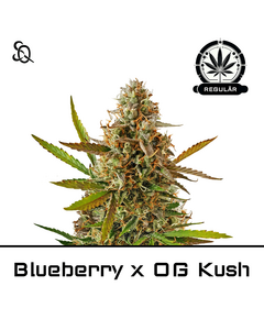 Product_Blueberry x OG Kush Regulär_Cannadusa_Marketplace_Buy