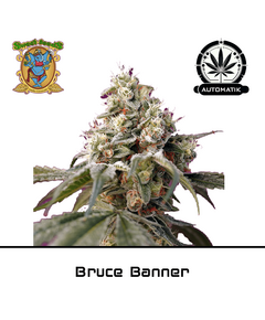 Produkt_Auto Bruce Banner – Sweet Seeds__Cannadusa_Marktplatz_Kaufen