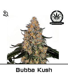 Product_Bubba Kush GWG_Cannadusa_Marketplace_Buy