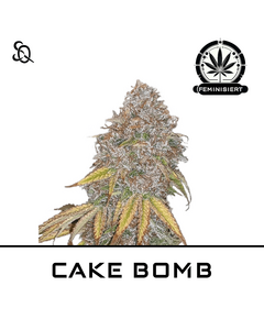 Produkt_CAKE BOMB__Cannadusa_Marktplatz_Kaufen