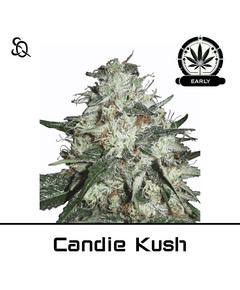 Produkt_Candy Kush Early Version__Cannadusa_Marktplatz_Kaufen