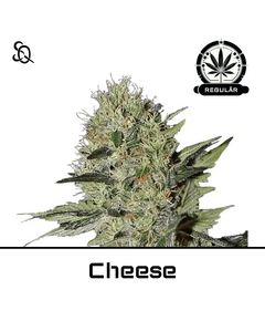 Produkt_Cheese Regulär__Cannadusa_Marktplatz_Kaufen