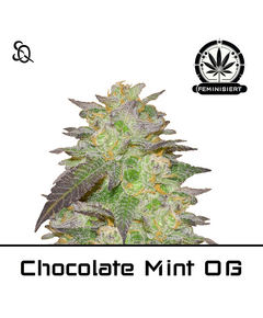 Product_Chocolate Mint OG_Cannadusa_Marketplace_Buy