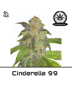 Product_Automatik Cinderella 99_Cannadusa_Marketplace_Buy