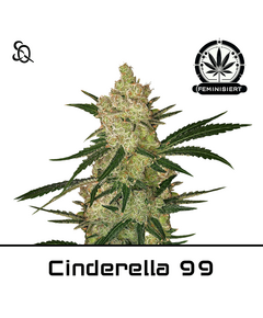 Product_Cinderella 99_Cannadusa_Marketplace_Buy