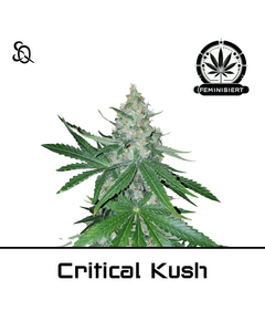 Product_Critical Kush_Cannadusa_Marketplace_Buy