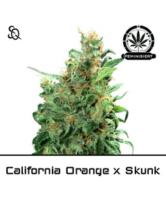 Product_California Orange X Skunk_Cannadusa_Marketplace_Buy