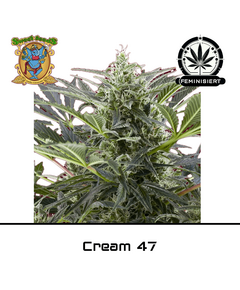 Produkt_Cream 47 - Sweet Seeds__Cannadusa_Marktplatz_Kaufen