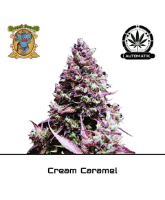 Product_Auto Cream Caramel – Sweet Seeds_Cannadusa_Marketplace_Buy